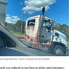 オーストラリアの高速道路で事故 鳥の内臓が散乱し 太陽に焼かれる ライブドアニュース