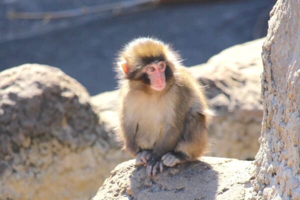 群れから離れた場所でたたずむパンチくん