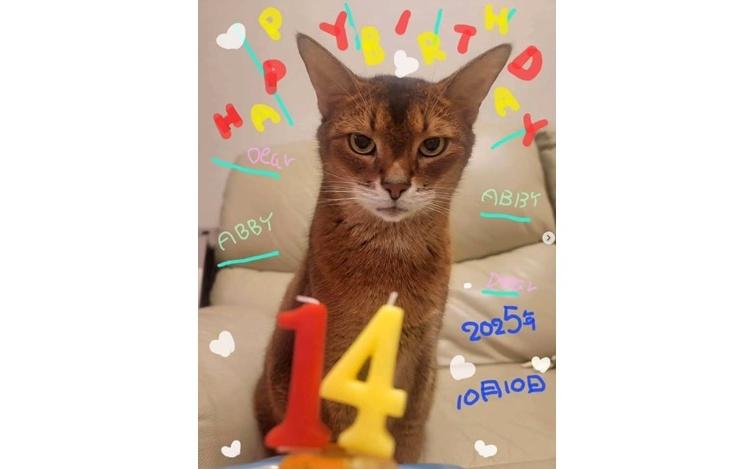 真琴つばさが語る 愛猫・アビィとの絆「猫には“癒やしや幸福感”だけ