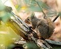 山で餌付け…父親の呆れた言い分