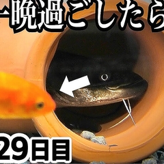 真釣ちゃんねるが明かす!ナマズが金魚を完食「満腹すぎてミミズはお断り!?」