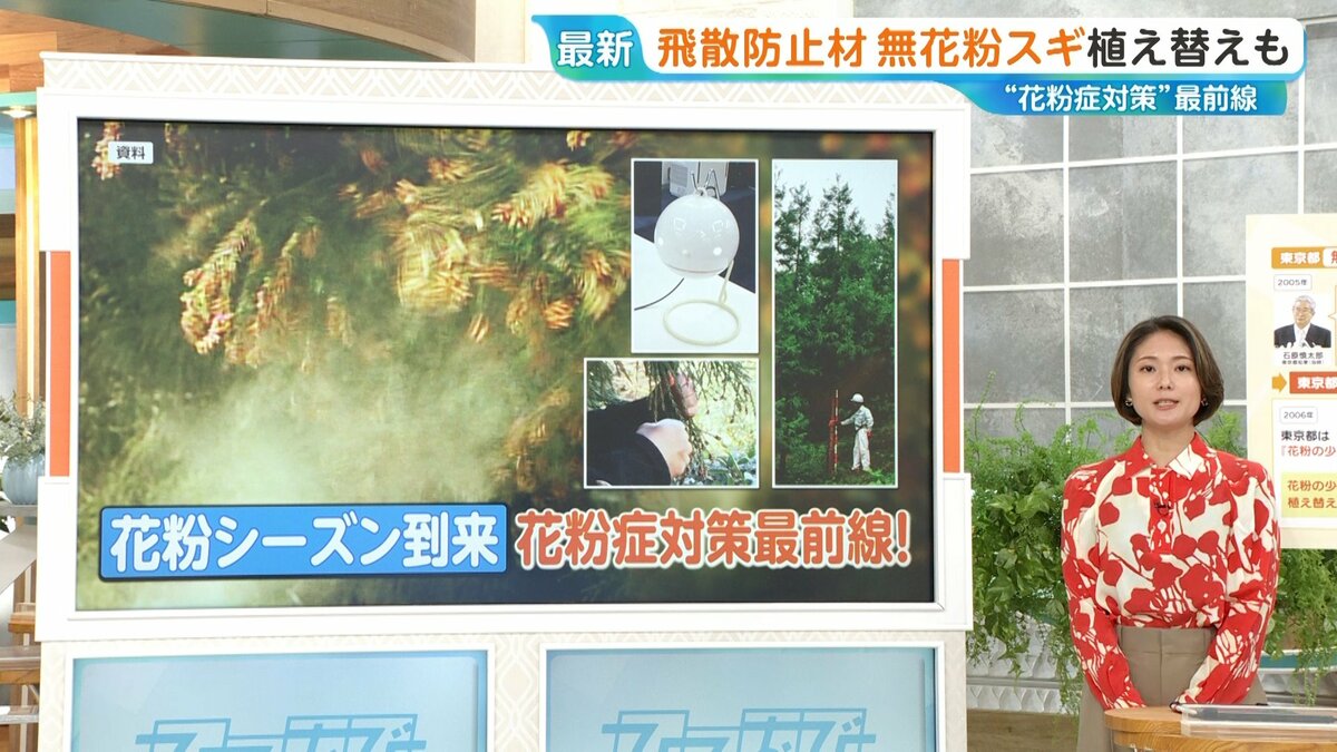 東京都「無花粉スギ」を量産へ