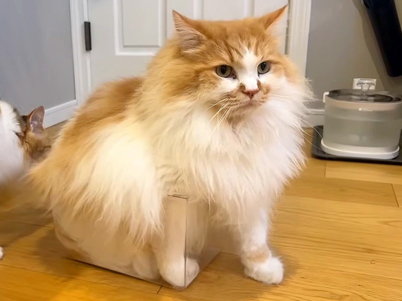 ȤƤǤȢꤿǭ Τ礭Ǥ