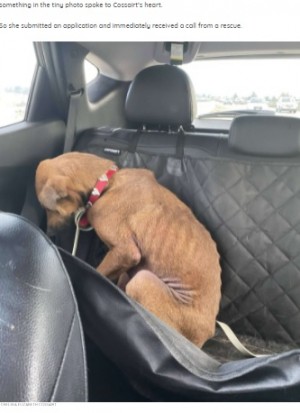 人と目を合わせずにうつむく犬(画像は『The Dodo 2021年8月17日付「Shelter Dog Who Refused To Look At Anyone Makes The Most Amazing Transformation」(CHELSEA ELIZABETH COSSAIRT)』のスクリーンショット)