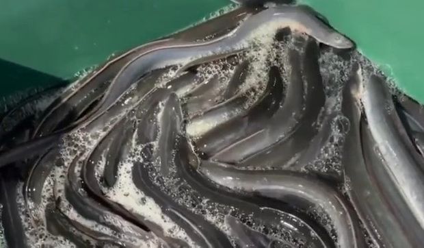 ワシントン条約の締約国会議でウナギ「国際取引規制」案を否決