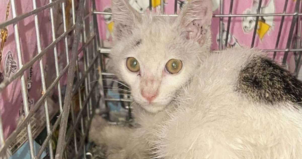 äƤǭܤˤ...ǭݸȤθ̤Ƥ