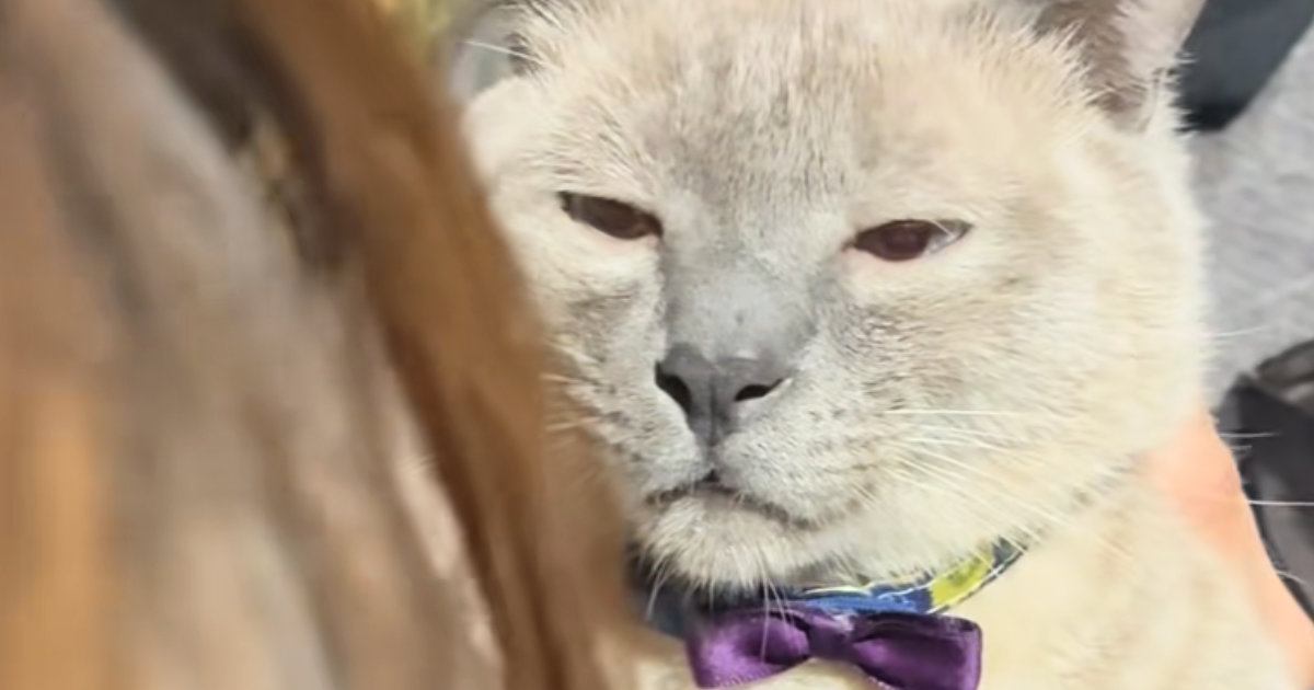 ガチ説教中なのに反省ゼロの猫 投稿が16.8万再生を突破