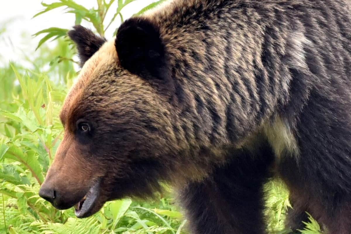全国各地でクマ出没件数が増加、人々の生活圏や事業所を脅かす（写真はイメージ）