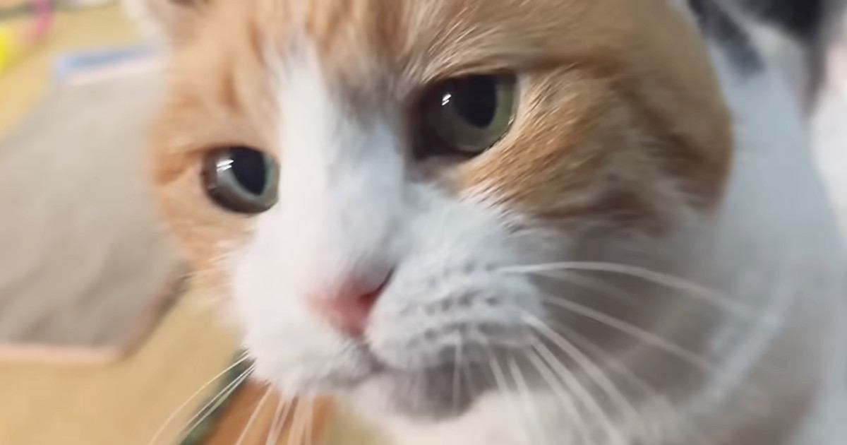 飼い主が帰宅すると甘えまくる三毛猫「うにゃうにゃ言っててかわいすぎる」