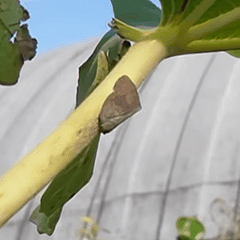 դΤ褦쿧αġ֥奦ߥϥפư褫饭ץ㡼YouTubeֵͥݡס