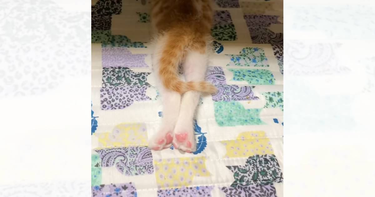 ǭΥ쥪󷯤ĹϿİ־ʤΤޤޡ