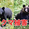 クマ 飼い犬探していた女性襲撃