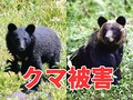 クマ 飼い犬探していた女性襲撃