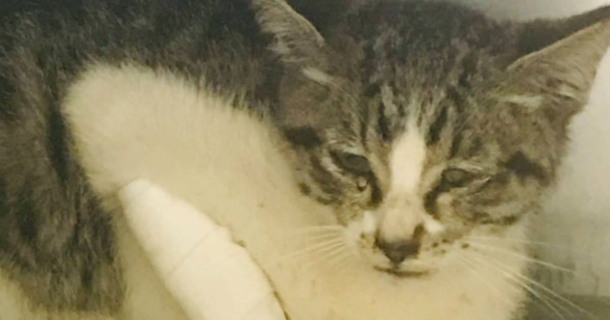 縁結びの願掛けに川越氷川神社を参拝 意外な出会いがSNSで話題