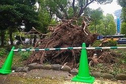 台風15号で 屋根がふってきた 車が傷だらけに ご近所トラブル多発 弁償は必要 ライブドアニュース