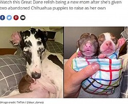 ɻΥޤ졼ȡǡʲϡPetsRadar2022ǯ95աGreat Dane who had false pregnancy overjoyed as she becomes mom to rescue puppiesסImage credit: TikTok / dear_danesˡ٤Υ꡼󥷥åȡ