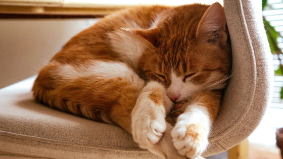 ネコの3分の2が左巻きで寝る?数百本のYouTube動画を分析し判明