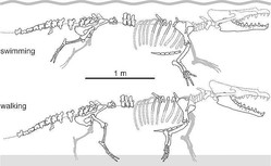 四本足のクジラの祖先が南米ペルーで初めて見つかる ライブドアニュース