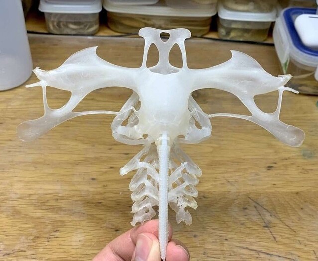 シュモクザメの頭骨 シロシュモクザメ(Sphyrna zygaena)の頭骨標本出来ました！ 頭の前縁を