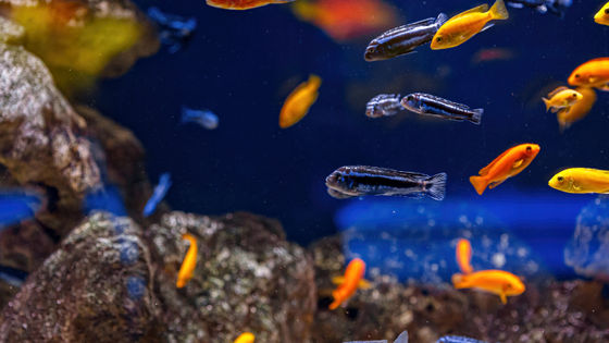 観賞用にも グッピーの体色分析