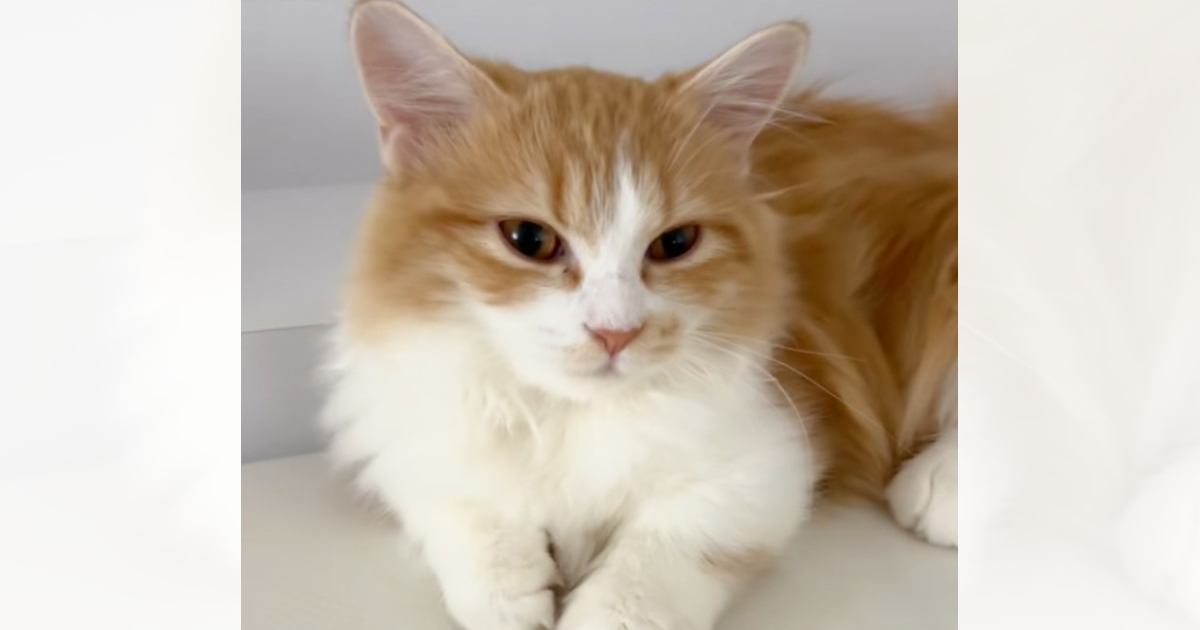 Ϥ򿩤٤ˤʤǤƤۤ Ť˷Υޥ󤬲İ