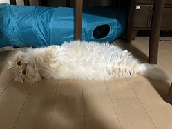 ǭ�ϱ��Ρ������Ƥ���ŷ���ä�������ž����Ѥ��������Ȥ�����