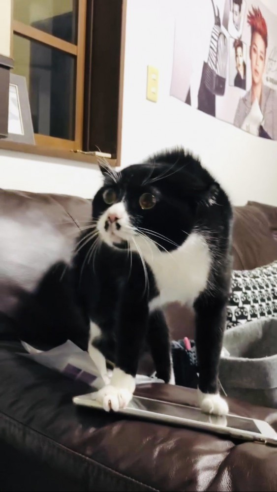 ヘルメット姿のパパを見た猫…『オイオイオイオイ』と喋りだす様子が