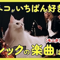 【検証】猫にクラシック9曲を生演奏した...