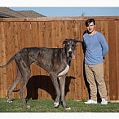 海外発 Breaking News 世界一背の高い犬 は まるで馬 米テキサス州のグレートデーンがギネス記録更新 動画あり ライブドアニュース