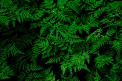 2000万年以上も早い、中国のチームが植物の陸上進出時期を塗り替える