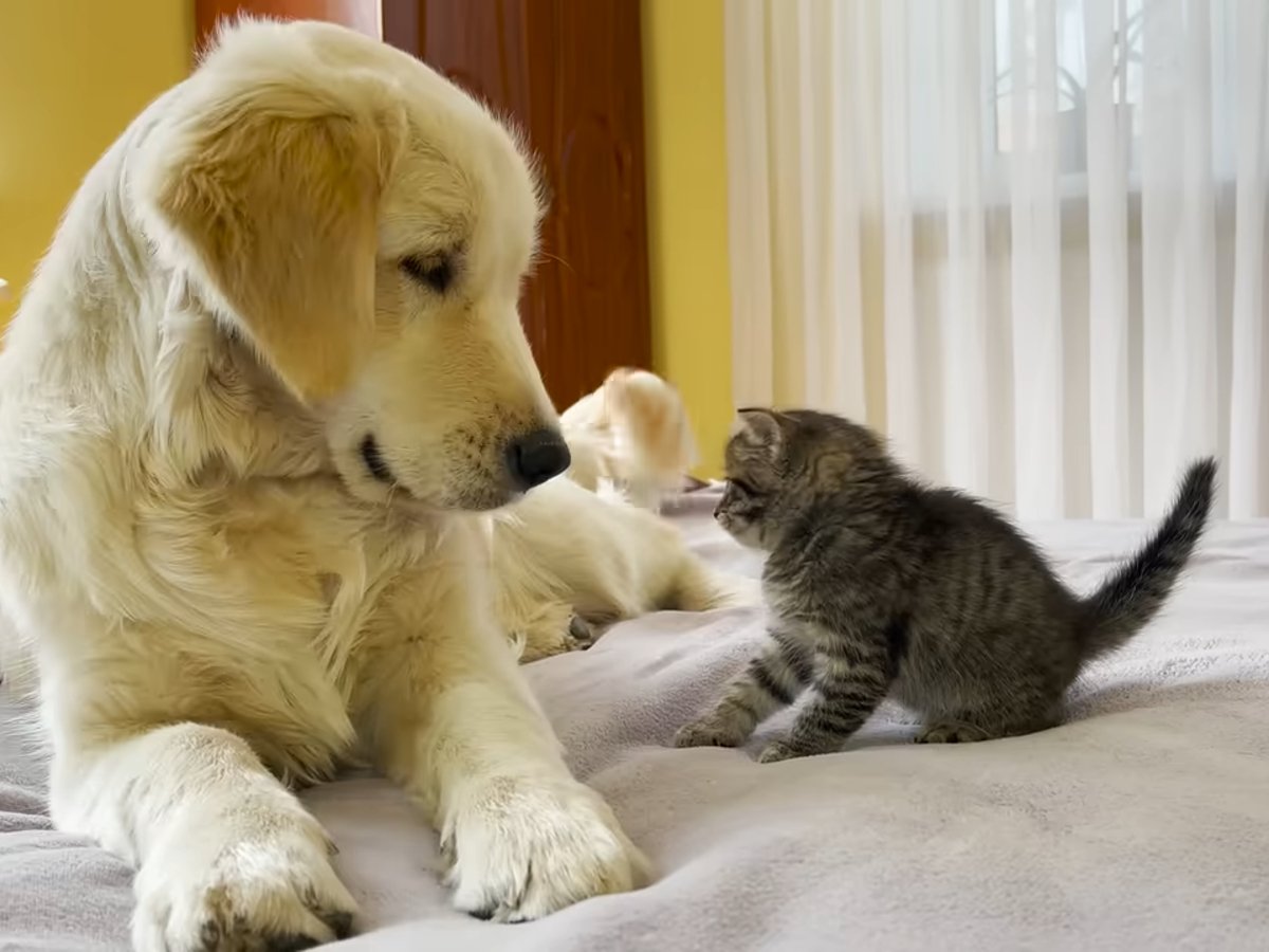 ��ȥ�С��ϻ�ǭ�����ɤ��ʤ��Τ��ġ�