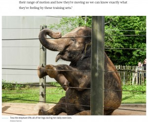 アメリカ動物園水族館協会に認定された施設は、ゾウの運動計画を立てることが義務付けられている。その一環として、ヒューストン動物園のゾウ達は“ヨガ”のようなエクササイズを行う(画像は『Chron 2023年6月5日付「Houston Zoo elephants take daily yoga classes to stay limber, healthy」(Ariana Garcia)』のスクリーンショット)