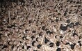 まわし姿で宝木奪い合い　「裸祭り」、3...