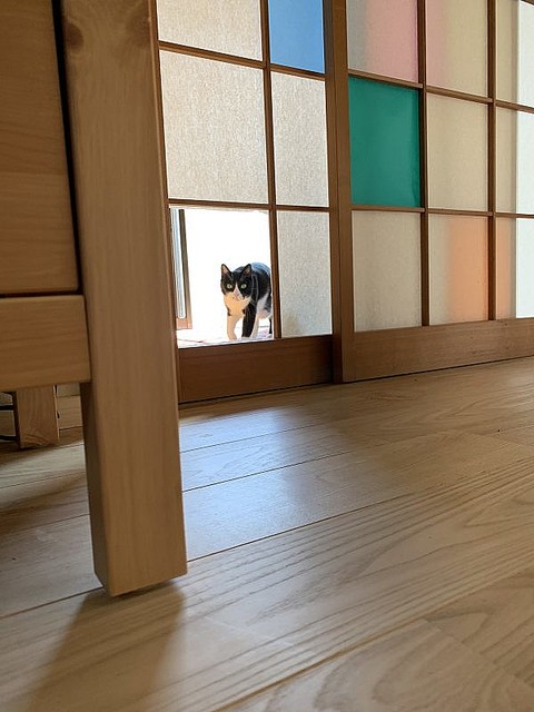 画像 おりがみを貼って破れた障子がカラフルに ネコチャンも 利用 できるようになった障子がレトロかわいい 5 8 ライブドアニュース