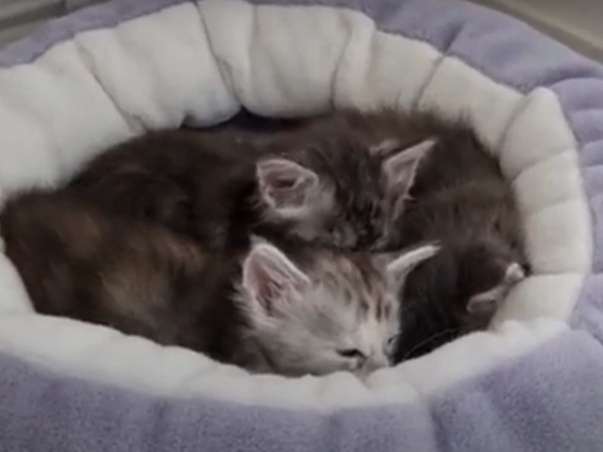 猫が1匹、また1匹と増えていき…