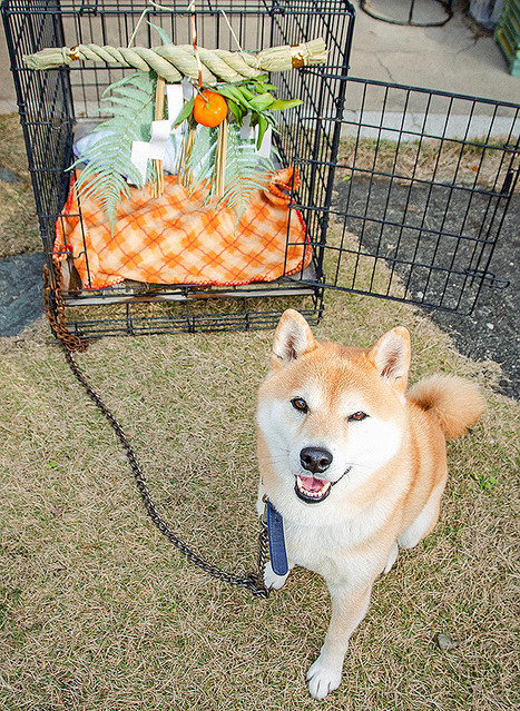 Inubot回覧板 第7回 犬と過ごしたお正月 いい年になりそうです ライブドアニュース