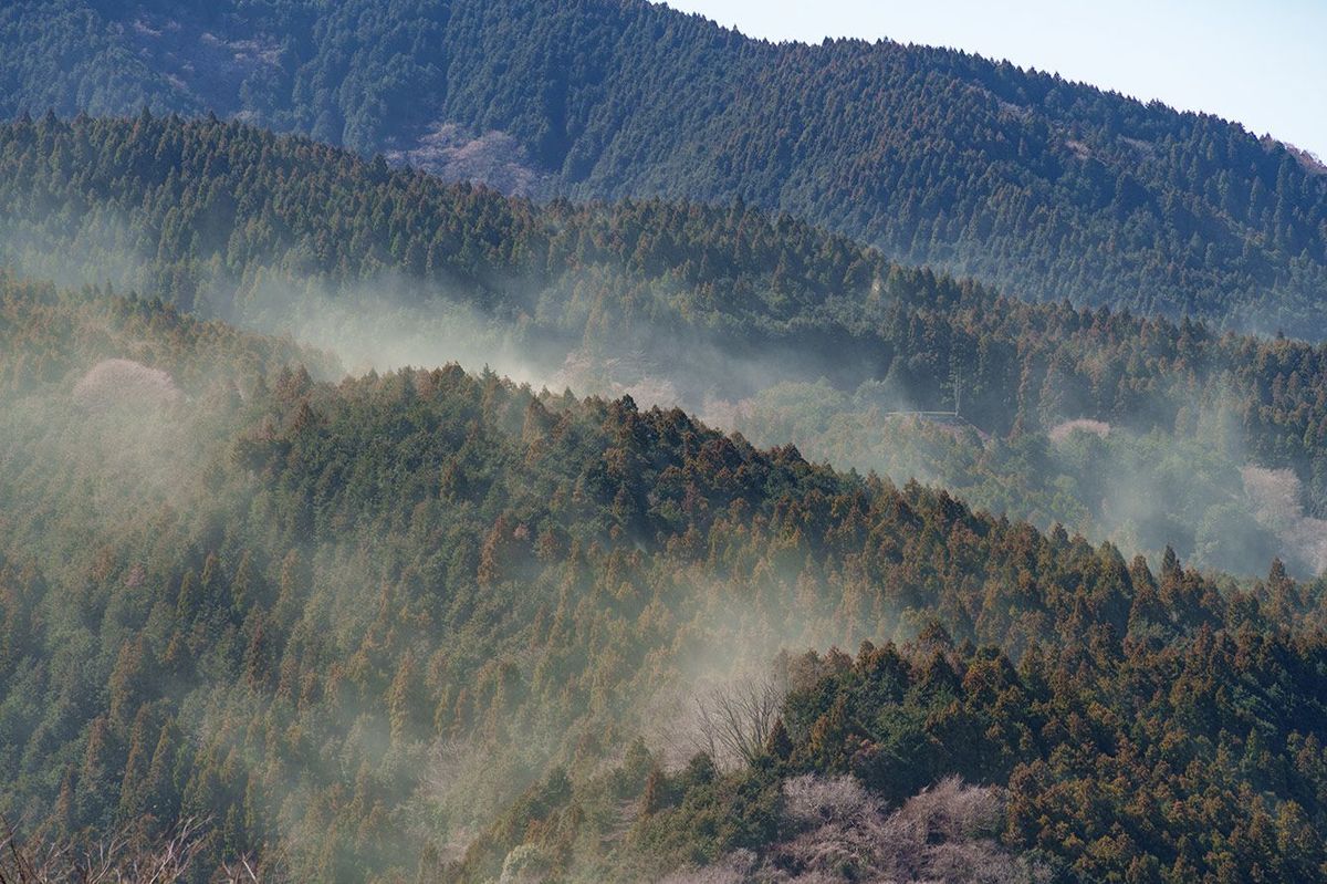 日本の春の杉花粉
