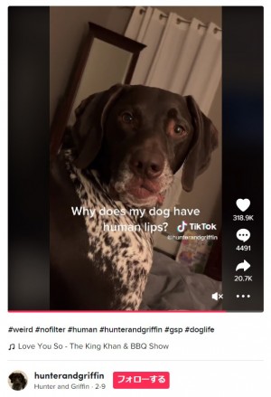 人間と同じような、ふっくらとした唇を持つ犬(画像は『Hunter and Griffin 2023年2月9日付TikTok「#weird #nofilter #human #hunterandgriffin」』のスクリーンショット)