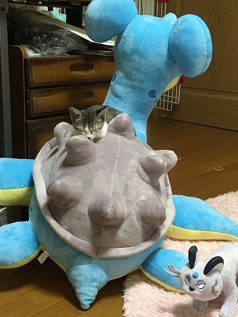 ポケモンの巨大ぬいぐるみを買ったら １番喜んだのは飼い猫だった ライブドアニュース