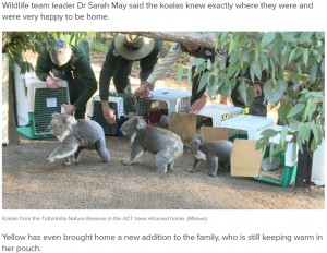 Ⱦǯ�֤���ݸ��˵��äƤ��������餿���ʲ����ϡ�9News��2020ǯ7��9���ա�Koalas return home after devastating summer bushfires�ס�9News�ˡ٤Υ����꡼�󥷥�åȡ�