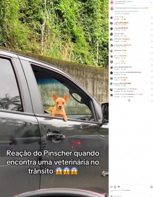 ブラジル南部で、渋滞中の車の全開の窓から身を乗り出し、別の車に乗っていた獣医をじっと見つめるミニチュア・ピンシャー(画像は『Veterinária em Domicílio 2023年6月2日付Instagram「Somos perseguidos até no trânsito 」』のスクリーンショット)