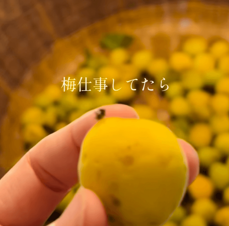 梅の実にホコリが付いている!実はよく見ると……ホコリが歩いている!一体、これは何?!(画像提供:さとこさん)