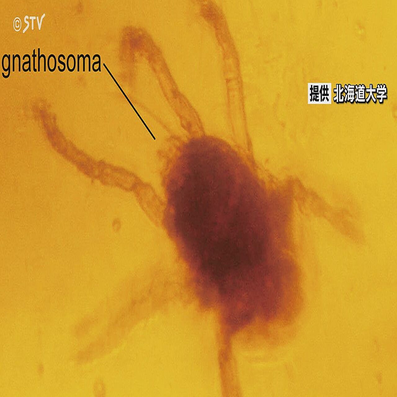 世界的にも希少】1億1500万年前の琥珀 中川町の地層から大量発見
