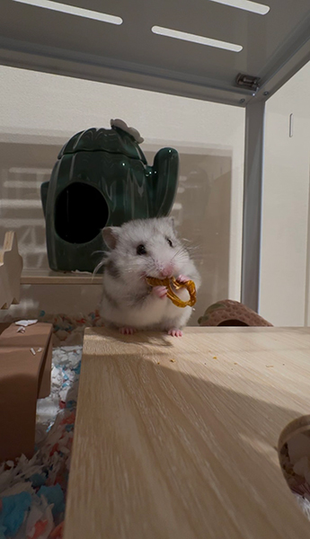 初めてのパプリカ美味しい→！？　夢中で食べるハムスターに起きたハプニング