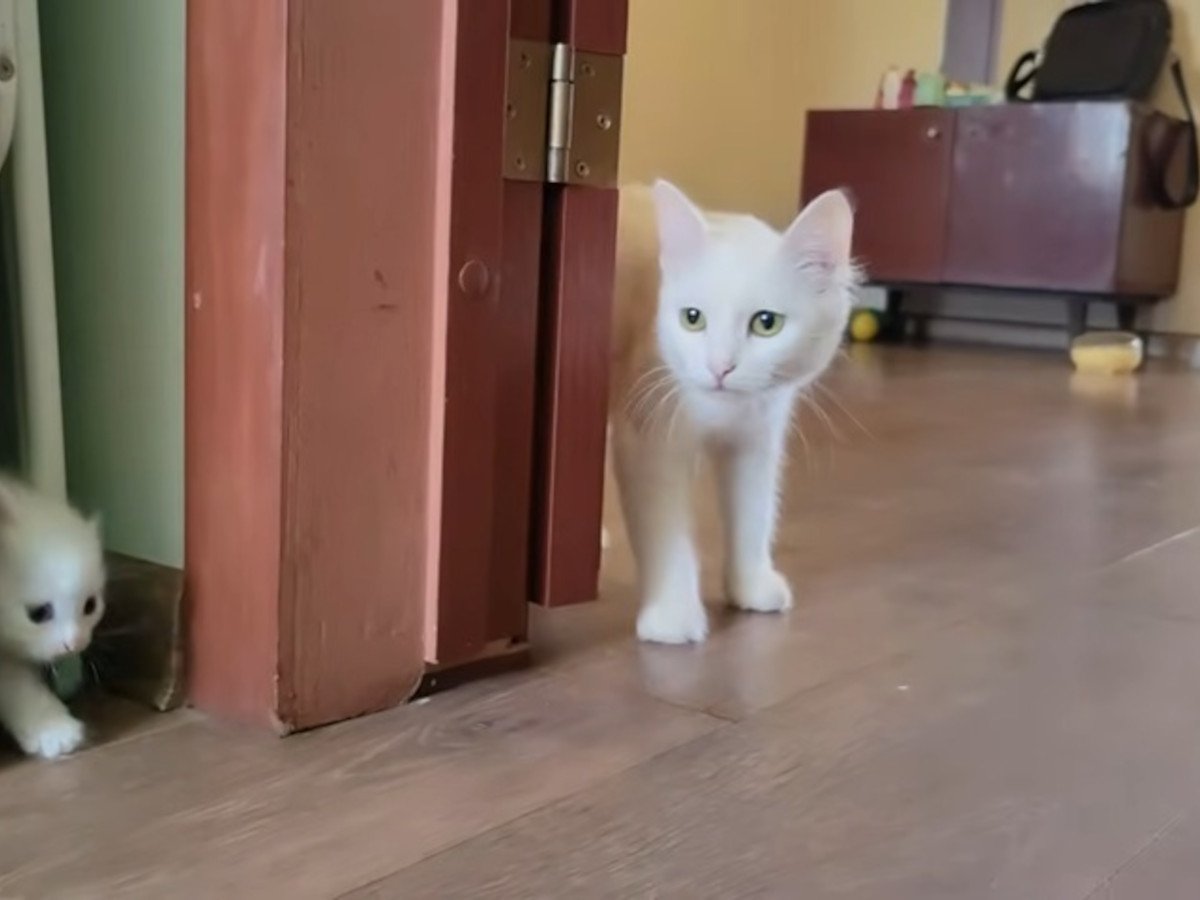 母猫が呼びかけると…?