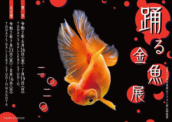 夏の風物詩の金魚が優雅に泳ぐ一瞬の美しさに注目した 踊る金魚展 2020 ライブドアニュース