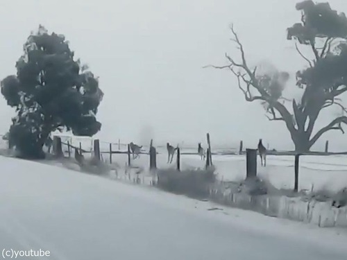 今 オーストラリアは珍しく雪が降っている こんなカンガルーたちの行動は初めて見た 海外の反応 ライブドアニュース