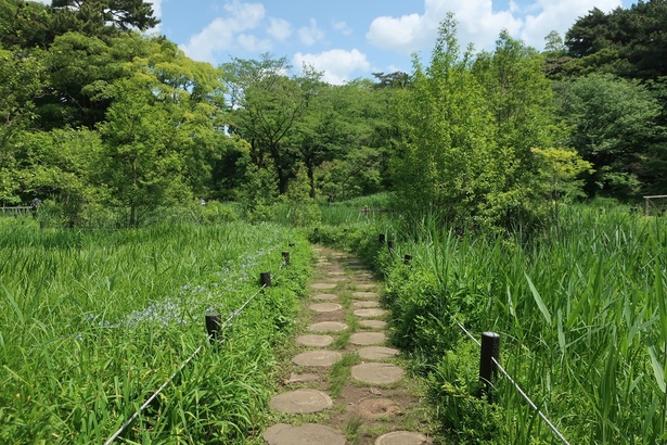 目黒の森で出合う、都市のオアシス──国立科学博物館附属自然教育園で都心の暮らしに“深呼吸”を。