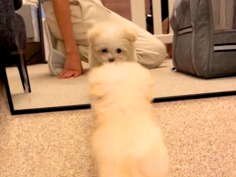 ƶ򸫤ִ֤˸̵ֽʻѡפȿֿ줿