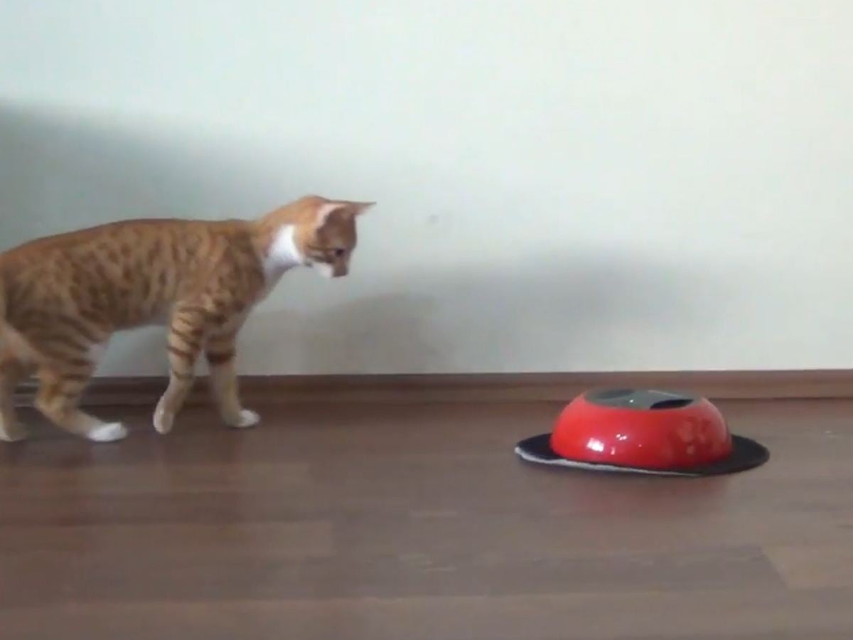 「Kitten fights with cleaning robot」のワンシーン(出典:walter santi)